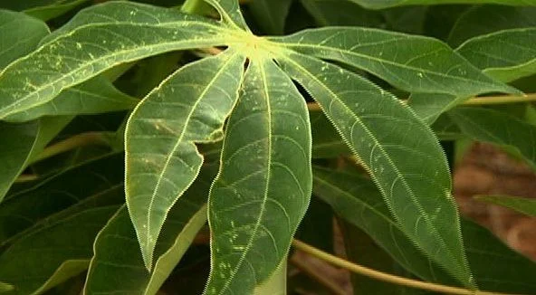 mandioca-umpedeque-com-br