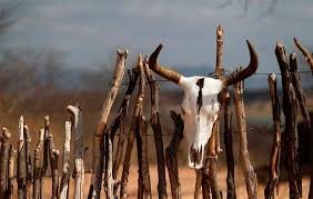 seca gado imagensgratis.blog .br