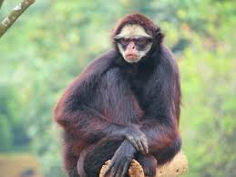 Gogó pt.wikepedia.org