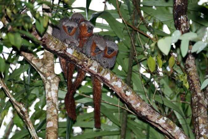 novas espécies macaco zogue zogue 1