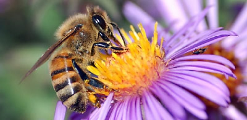 abelhas flor portaldoprofessor.mec .gov .br