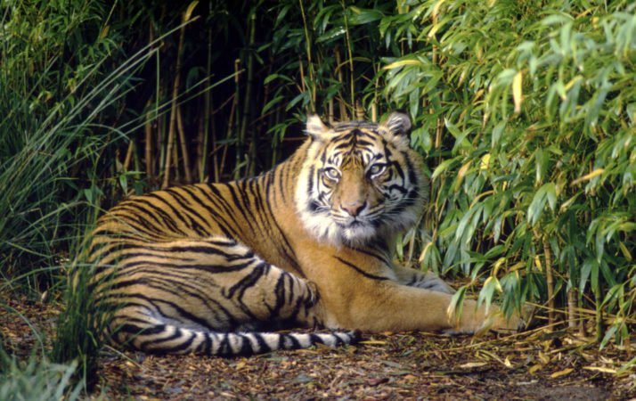 tigre alert conservation.org