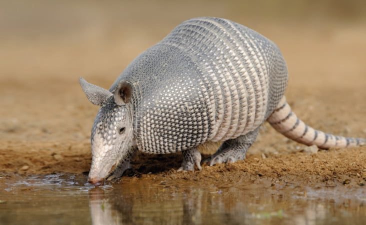 CINCO ANIMAIS DO CERRADO EM RISCO DE EXTINÇÃO