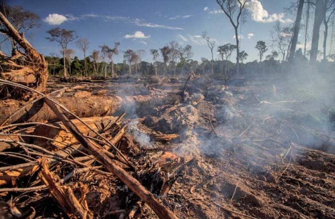 Desmatamento da Amazônia tem relação com a indústria pecuária