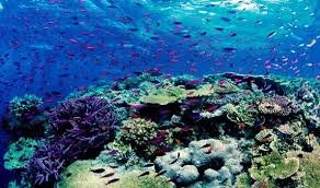 O QUE ESTÁ ACONTECENDO COM NOSSOS CORAIS? 1 download