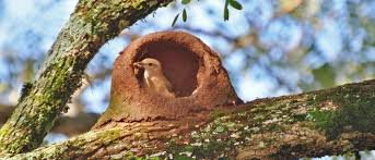 João de Barro ornithos.com .br