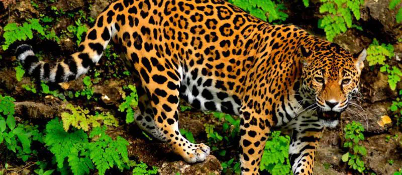 onca pintada da Amazonia. 1 O Globo