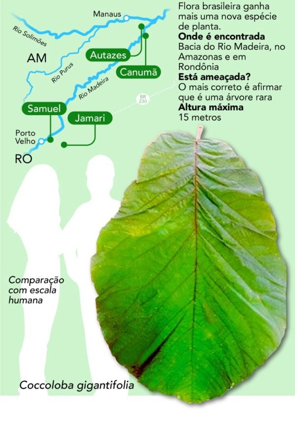 Coccoloba Gigantifolia A Maior Folha Do Mundo