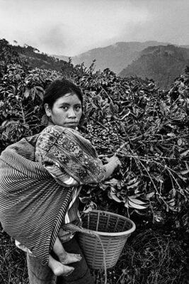 SEBASTIÃO SALGADO: PERFUME DE SONHO 5 Cafe . C2A9 Sebastiao Salgado . Amazonas images5 1