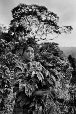 SEBASTIÃO SALGADO: PERFUME DE SONHO 4 Cafe . C2A9 Sebastiao Salgado . Amazonas images6 1