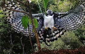 Gaviao real wikiaves