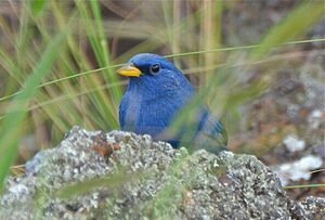 Linda Serra dos Topázios: Um exemplo de preservação do Cerrado