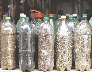 Sementes crioulas, sementes da esperança