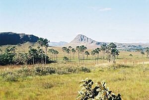 Cerrado: Um bioma em extinção