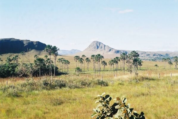 Cerrado: Um bioma em extinção