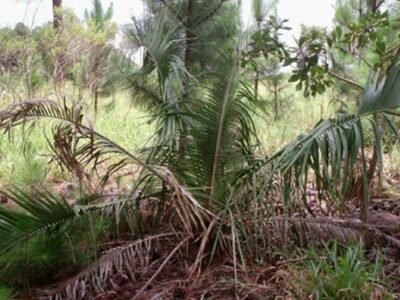 Altair indaia do campo