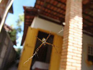 REFLEXÕES SOBRE ECOLOGIA