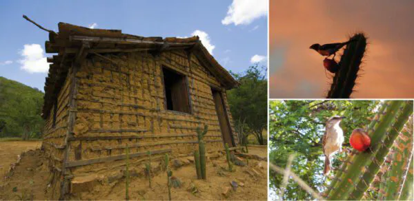 Mandacaru: A planta-símbolo da Caatinga