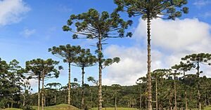 Esperança para a Araucária
