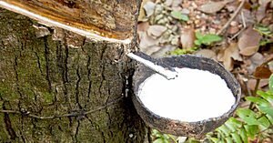 Natex - Preservativos com latéx nativo