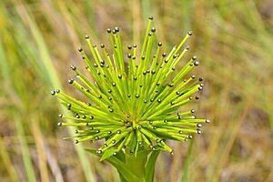 shutterstock 57462736