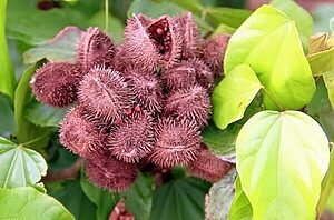 CERRADO: ORIGEM E DIFUSÃO