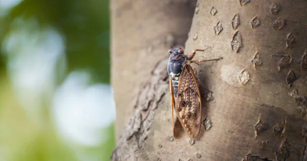 POR QUE CANTAM AS CIGARRAS?