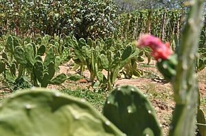 OS CONTRASTANTES TONS DE PRIMAVERA NA CAATINGA