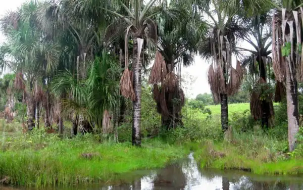 Buriti: A palmeira das águas