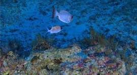 corais revista fapesp