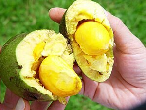 UnB produz anti-inflamatório com óleo de pequi