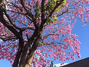Ipês de Brasília: espetáculo da natureza!