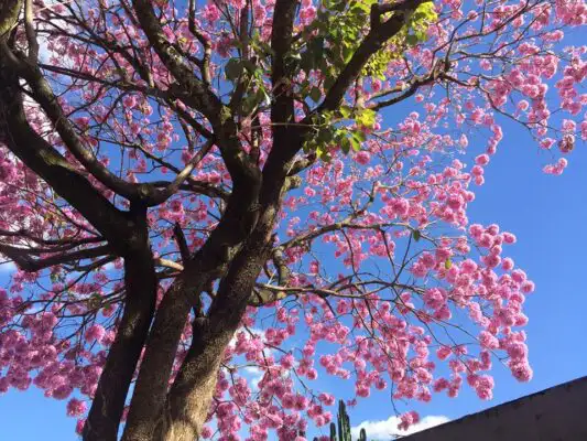 Ipês de Brasília: espetáculo da natureza!