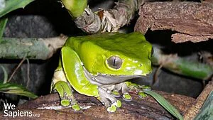 Kambô