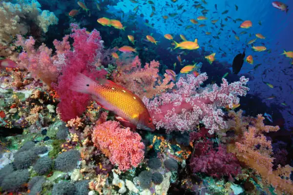CORAL NÃO É PEDRA!