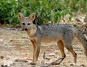 CACHORRO-DO-MATO: DISPERSADOR DE SEMENTES NATIVAS