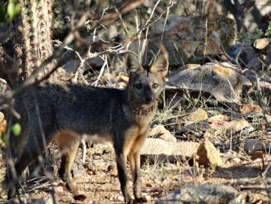CACHORRO-DO-MATO: DISPERSADOR DE SEMENTES NATIVAS 1 CACHORRO-DO-MATO: DISPERSADOR DE SEMENTES NATIVAS