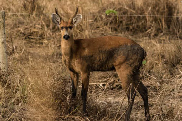 FORMOSO DO ARAGUAIA: CAÇADAS AMEAÇAM VIDA ANIMAL