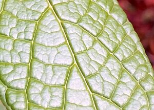 Câncer: Pequenas decisões que podem salvar sua vida