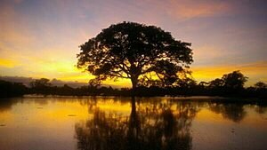 Frases sobre a Natureza