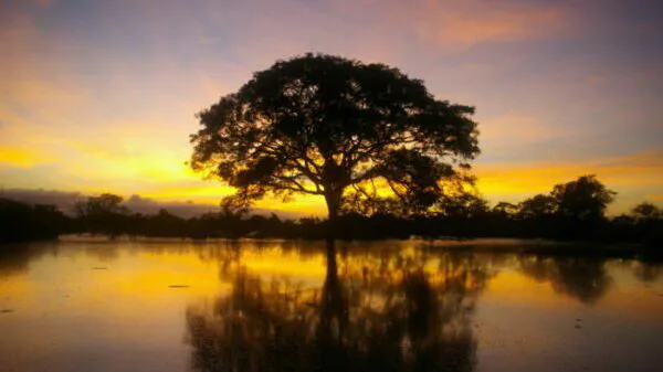 Frases sobre a Natureza