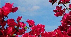 O MÁGICO PODER DAS FLORES