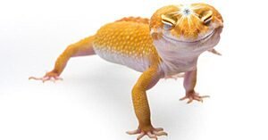 A lenda do Carbúnculo