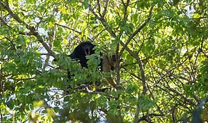 TOCANTINS: O ESPLENDOR DO BUGIO-PRETO NA NATUREZA