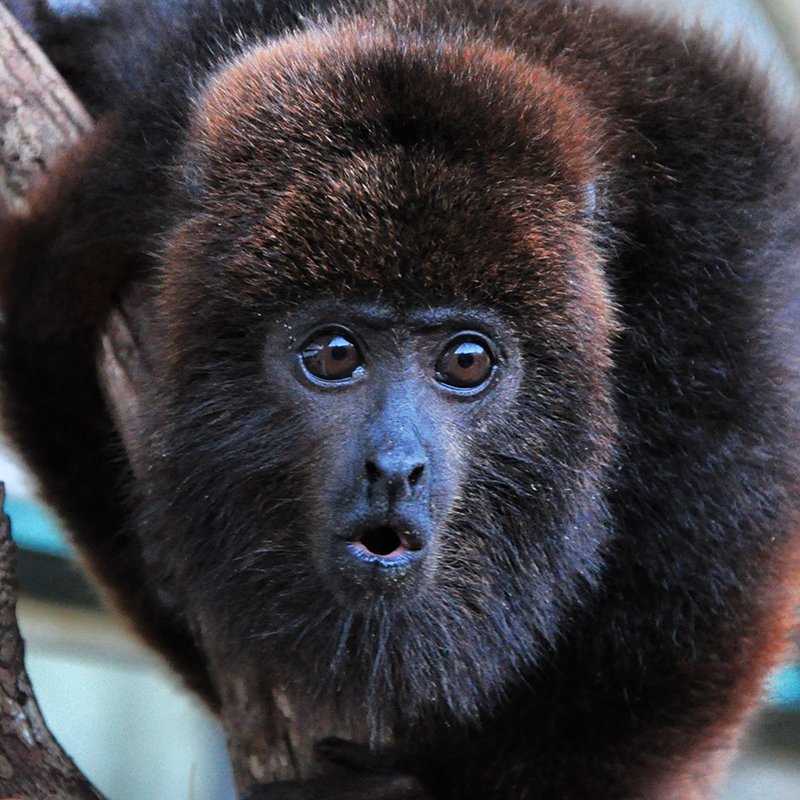 O ESPLENDOR DO BUGIO-PRETO NA NATUREZA 2 leonardo.andreoli 12 1 126108
