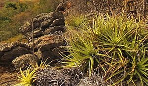 O FOGO DA MACAMBIRA NA CAATINGA