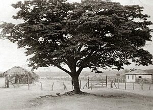 FORMOSA: NOTA ACERCA DA POPULAÇÃO DE COUROS