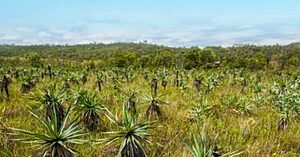 UM RAMO DE CANDOMBÁ ESPANTANDO AS SUÇUARANAS