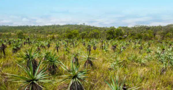 Um ramo de Candombá espantando as suçuaranas deslumbradas