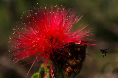 Caliandra Marcelo Camargo Agencia Brasil